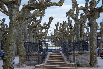 Trees without leaves in a park