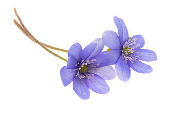 Hepatica Nobilis - first Spring flower