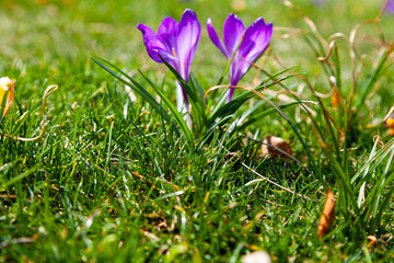 Beautiful crocuses in green grass.