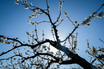 Cerisier en fleurs