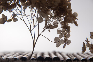 Silhouette of dry hydrangea on white background
