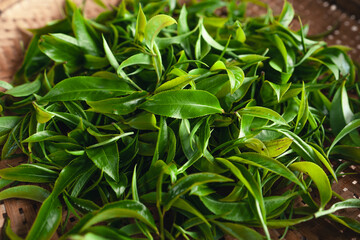 Green tea leaves in a wooden tray