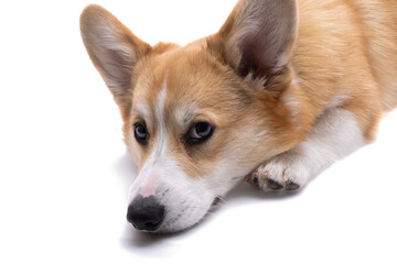 corgi welsh pembroke isolated