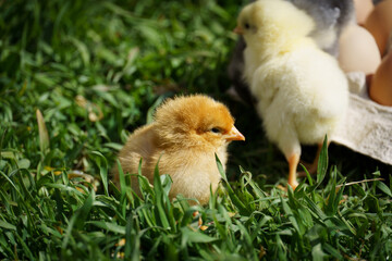little chickens run on green grass in the meadow.