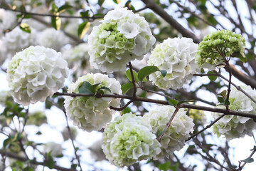 Obraz premium flowers