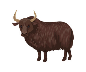 Yak, a large hairy dark brown bull, is a steppe herbivore. Wild evil yak. Vector isolated character on a white background.