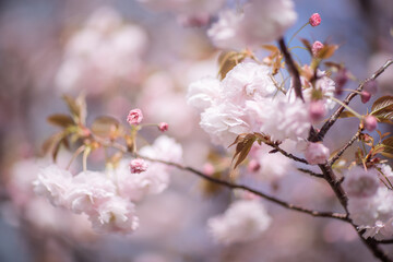 風に揺られる桜の花　花見のイメージ　リラックスした雰囲気　BGM用素材