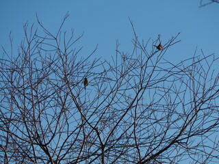 冬の日の木々と鳥