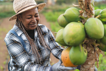 Senior African farmer working in countryside picking up organic papaya fruits - Farm lifestyle...