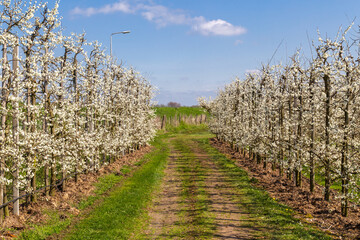 Flowering fruit trees with white blossoms under a blue sky in the Betuwe in the Netherlands.