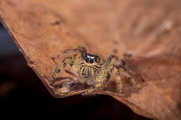 Spider on dry leaf. zebra jumping spider.