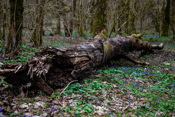 trunk of a tree