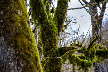 tree in the forest