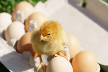 little chick sits in a tray with eggs on a background of green grass. a chick hatched from an egg.