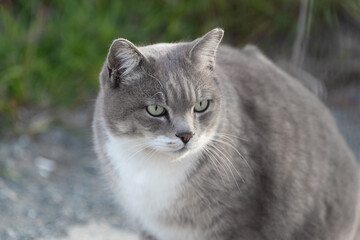 見つめる猫
