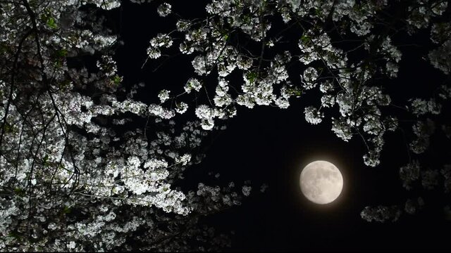 夜桜　満月