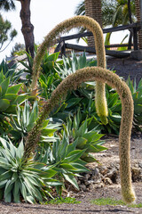 Agave attenuata is a species of agave commonly known as the Foxtail, Lion's tail or Swan's Neck Agave for its development of a curved inflorescence, unusual among agaves