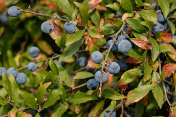 schöne große blaue Schlehen am Strauch