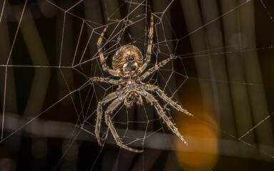 Krezspinne