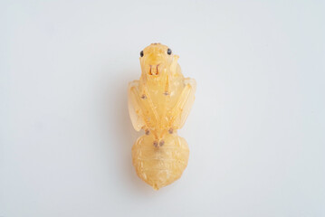 ant baby in high definition on white background, macro