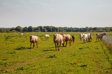 Naklejka na ściany i meble Horses grazing in the pasture at a horse farm