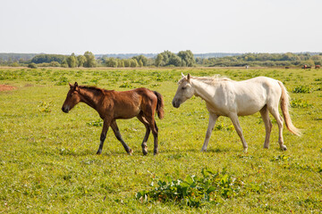 mother horse with foal grazing in the pasture at a horse farm