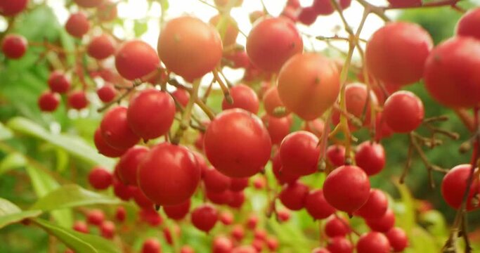 detailed extreme close-up of red berries bush in the park.