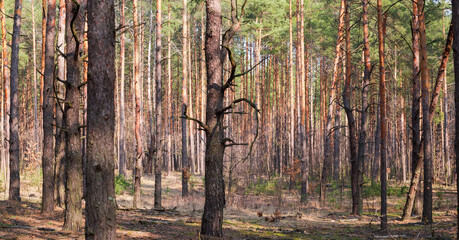 Obraz premium Section of pine forest on a spring day