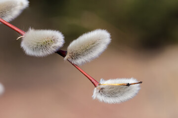 Willow branch with catkins, close-up on a blurred background