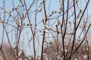 Willow bush with catkins against of a blurred sky