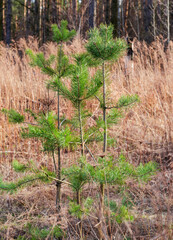 Young pines on forest clearing among the withered grass
