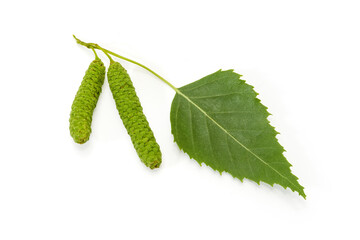 Birch leaf with catkins on a white background close-up