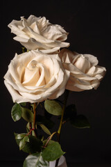 A world of fabulous flowers. Three cream roses on dark background