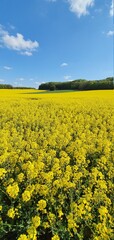 gelbes Rapsfeld im Frühling