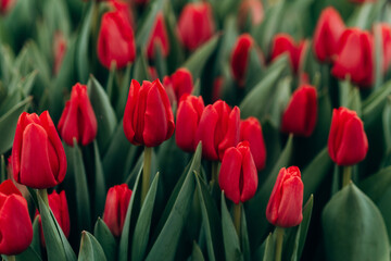 Fototapeta premium Red tulips in the field. Spring blurred background, postcard. Mother's Day, Women's Day, holiday. Soft selective focus, defocus. Copy space.