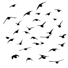 A flock of flying birds. Vector illustration