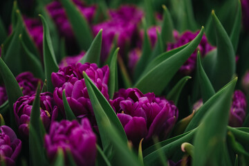 Peony Violet tulips in the field. Spring blurred background, postcard. Mother's Day, Women's Day, holiday. Soft selective focus, defocus. Copy space.