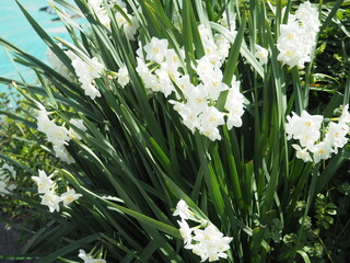 名も知れぬ白い花