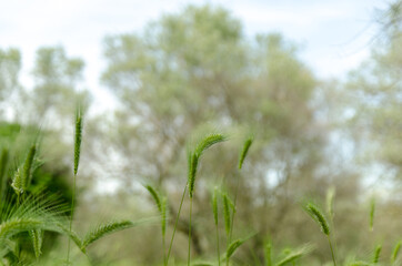 Field of the villa Adriana