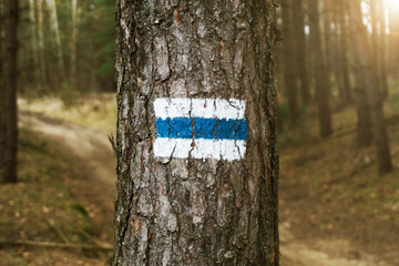 Walking trail background. Blue forest path. Brown tree trunk. Guide sign made with paint. Symbol points right way to go. Forest navigating map. Bieszczady National Park in Poland. Blue hiking trail.