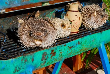 Blowfish, balloonfish, globefish in puff up shape (defense mechanism)