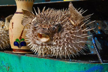 Blowfish, balloonfish, globefish in puff up shape (defense mechanism)