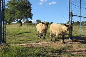 Naklejka na ściany i meble Closeup photograph of sheep grazing on lush bright green grass under a blue sky with tiny clouds in South Africa in autumn