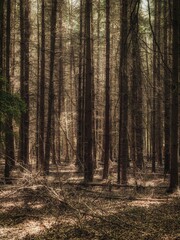 The Wambachtal forest in Muelheim an der Ruhr, North Rhine-Westphalia, Germany