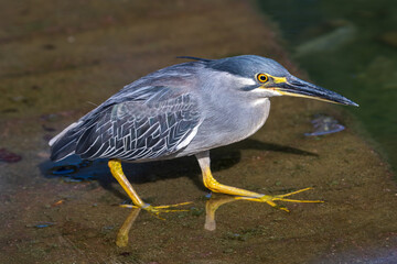 Striated heron crouching near the shore.