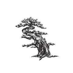 Sketch Bonsai tree. Japanese pine. Hand-drawn pine tree on a white background. Isolated Japanese spruce. Stock vector illustration.