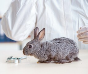 Scientist doing testing on animals rabbit