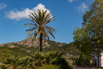 palm trees in majorca