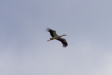 flying stork comes out of its winter quarters