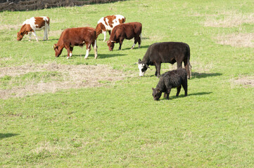 Cows are eating grass in a pasture in Arnhem in the Netherlands